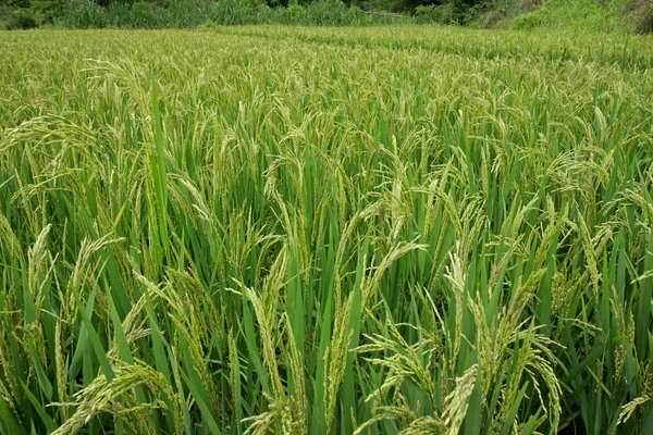 Китайское рисовое поле — стоковое фото