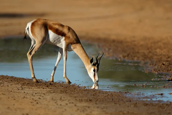 Boire de l'antilope Springbok — Photo