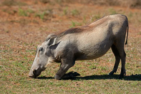 Alimentação warthog — Fotografia de Stock