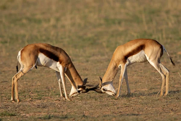 Springbok mücadele — Stok fotoğraf