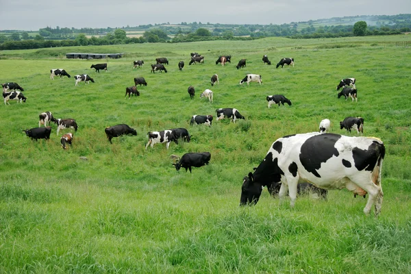 Freisian αγελάδες γαλακτοπαραγωγής — Φωτογραφία Αρχείου