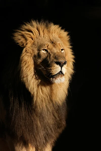 Grote mannelijke Afrikaanse leeuw Stockfoto