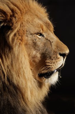 büyük erkek Afrika aslanı