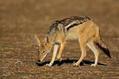 Black-backed Jackal clipart