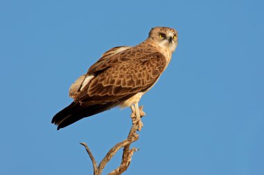 Black-breasted snake eagle clipart