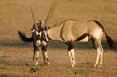 Fighting Gemsbok clipart