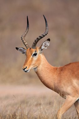 Impala antelope clipart