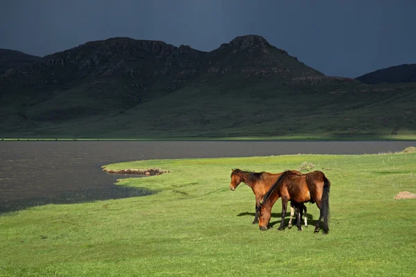 Cavalos selvagens — Fotografia de Stock