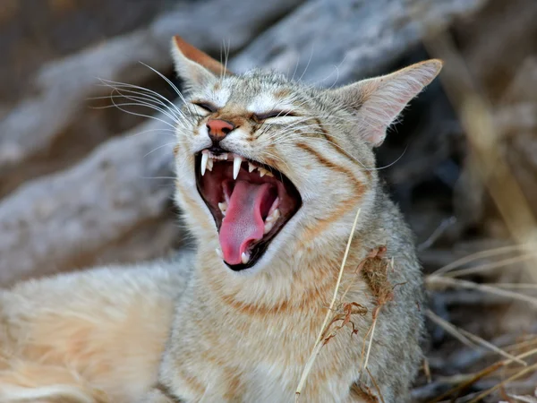 Gato salvaje africano —  Fotos de Stock