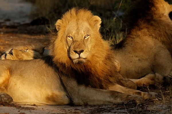 Stora afrikanska lejon — Stockfoto