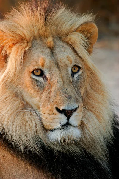 Großer männlicher Löwe — Stockfoto