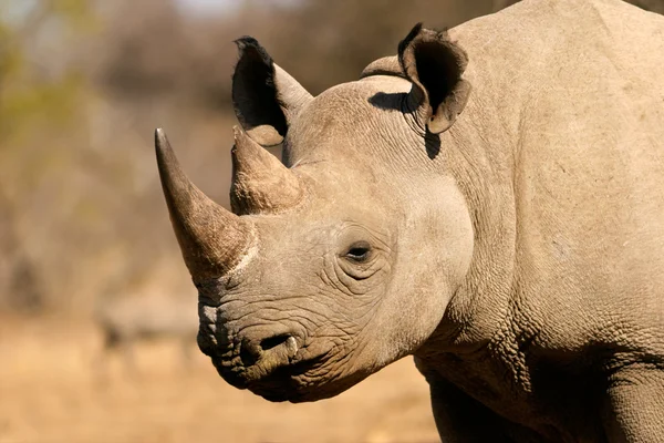 Чорні носороги — стокове фото