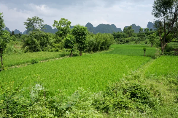 Chinese rice fields — Stock Photo, Image