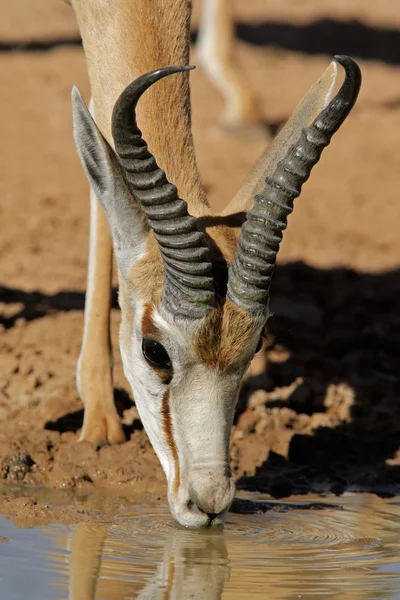 Trinkende Springbockantilope — Stockfoto