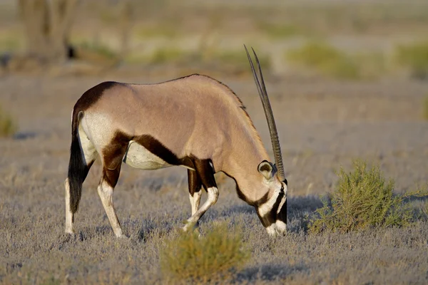 Gemsbok antelope — Stockfoto