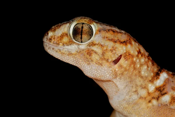 거 대 한 지상 도마뱀 — 스톡 사진