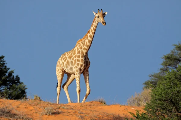 Giraff på sanddyn — Stockfoto