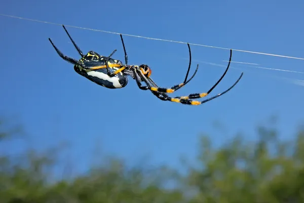 Araña dorada orbe web — Foto de Stock