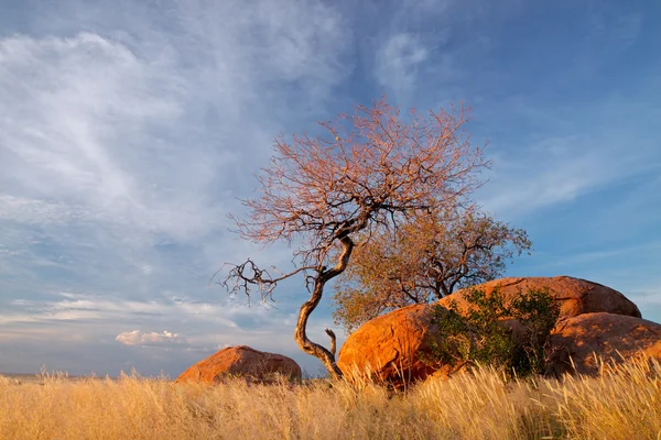 花崗岩の岩や木 — ストック写真