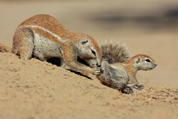 Földi mókusok — Stock Fotó