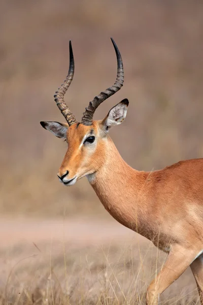 Impala antílope — Fotografia de Stock