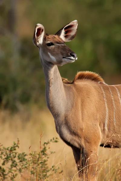 Antílope Kudu —  Fotos de Stock