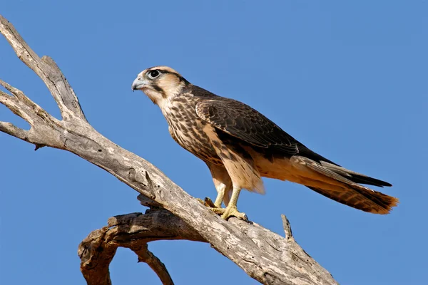 Lanner falcon — Stock Photo, Image