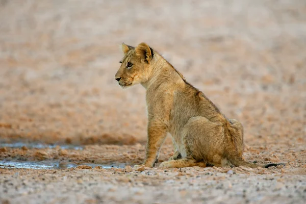Lion cub — Stock Photo, Image