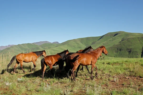 Góry konie — Zdjęcie stockowe
