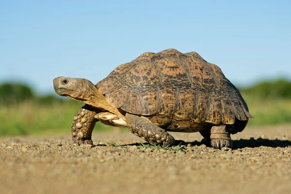 Горная черепаха — стоковое фото