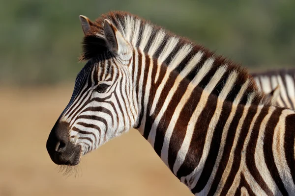 Slätterna zebra porträtt — Stockfoto