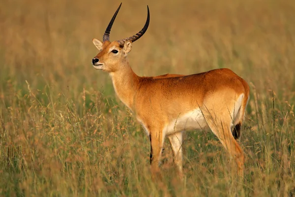 Voduška červená antilopa — Stock fotografie