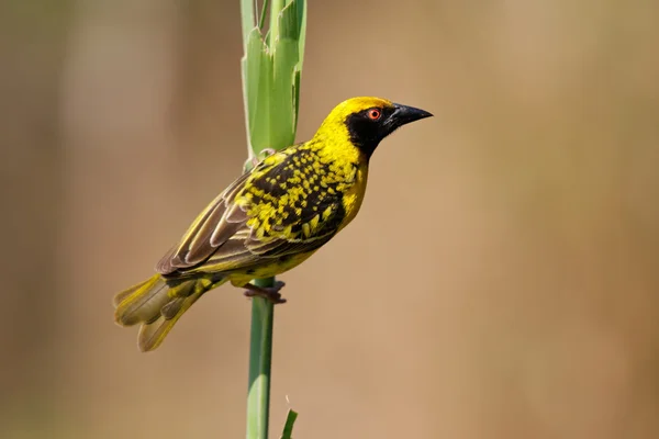 Spotted-backed Weaver — Stock Photo, Image