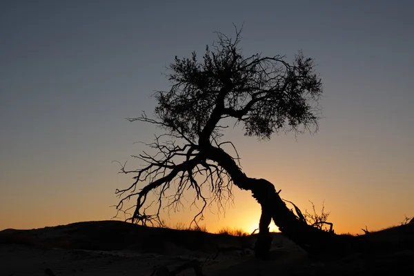 Desierto puesta de sol Imagen de stock
