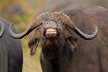 African buffalo clipart