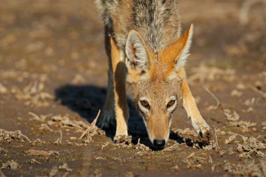 Black-backed Jackal clipart