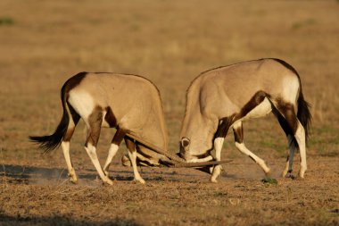 Gemsbok mücadele