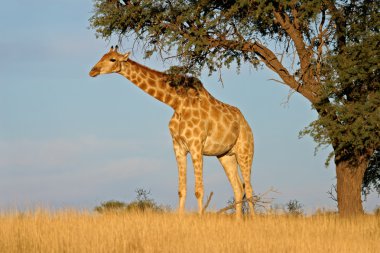 Giraffe and Acacia tree clipart