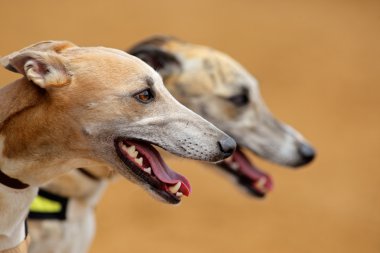 Greyhound portraits clipart