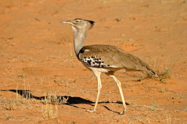 Kori bustard clipart