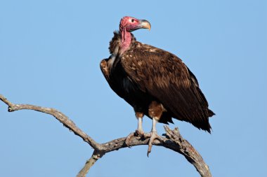 Lappet-faced vulture clipart