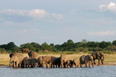 African elephants clipart