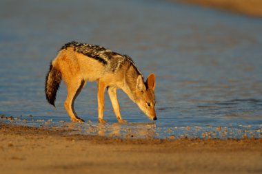 Black-backed Jackal clipart