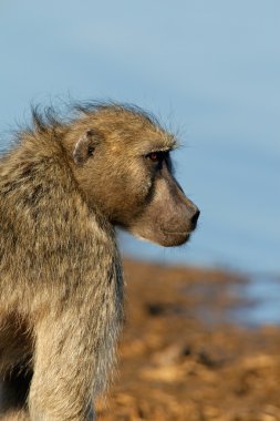 Chacma baboon clipart