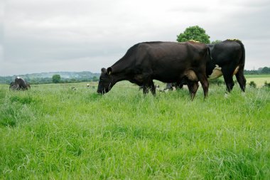 Freisian dairy cows clipart