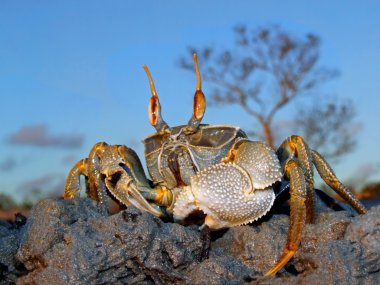 Ghost crab on rocks clipart