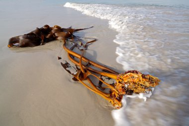 Kelp on the beach clipart