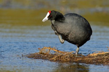 Redknobbed coot 02 clipart