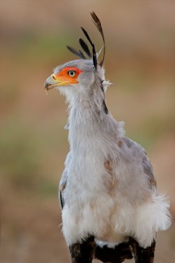 Secretary bird clipart