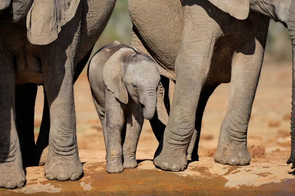 Vitello elefante africano — Foto Stock